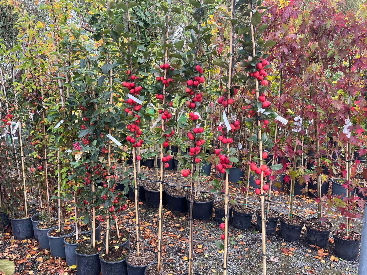 Over 1,000 Trees for Sale – McGaugh’s Gardening Complex