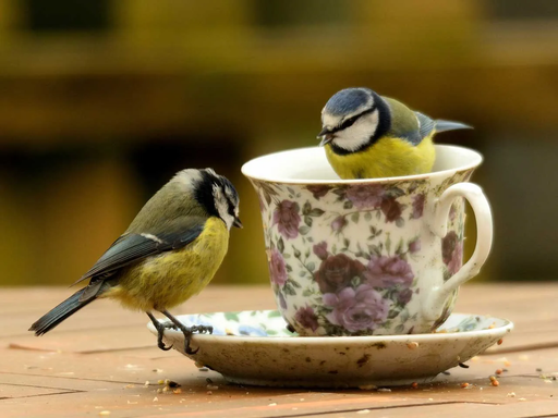 two blue tits feeding in a mug
