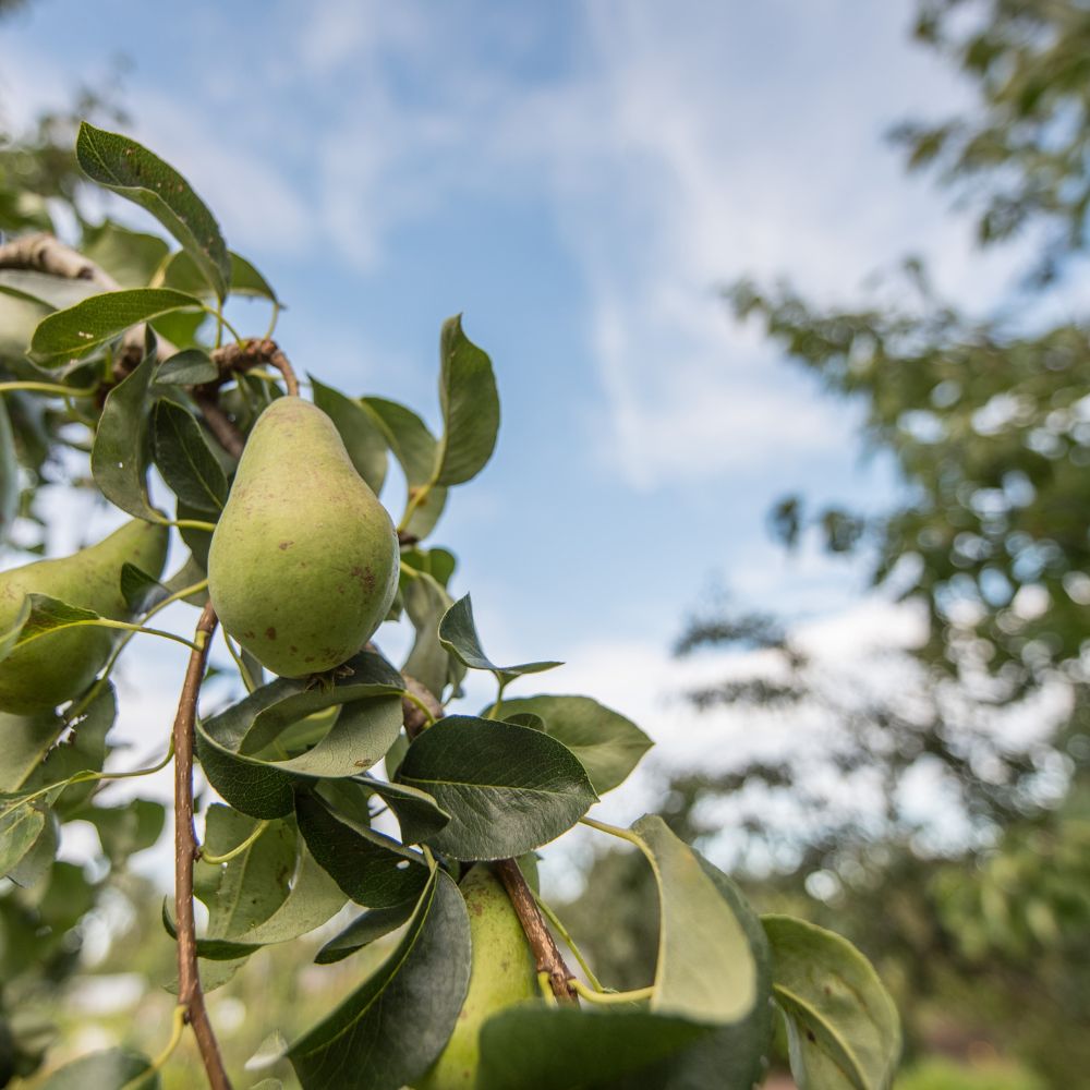 Conference Pear Tree – McGaugh’s Gardening Complex