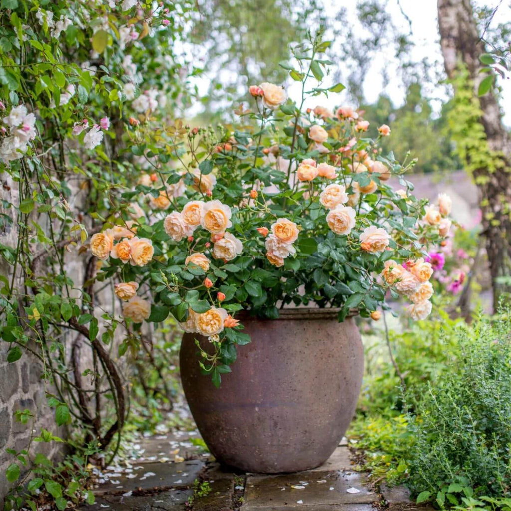 Roses at McGaughs Garden Centre – McGaugh’s Gardening Complex