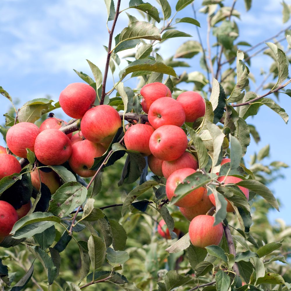 Elsatar Elstar Apple Tree – McGaugh’s Gardening Complex