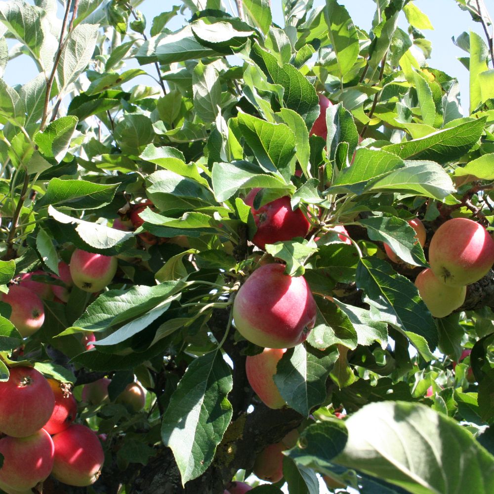 James Grieve Apple Tree – McGaugh’s Gardening Complex