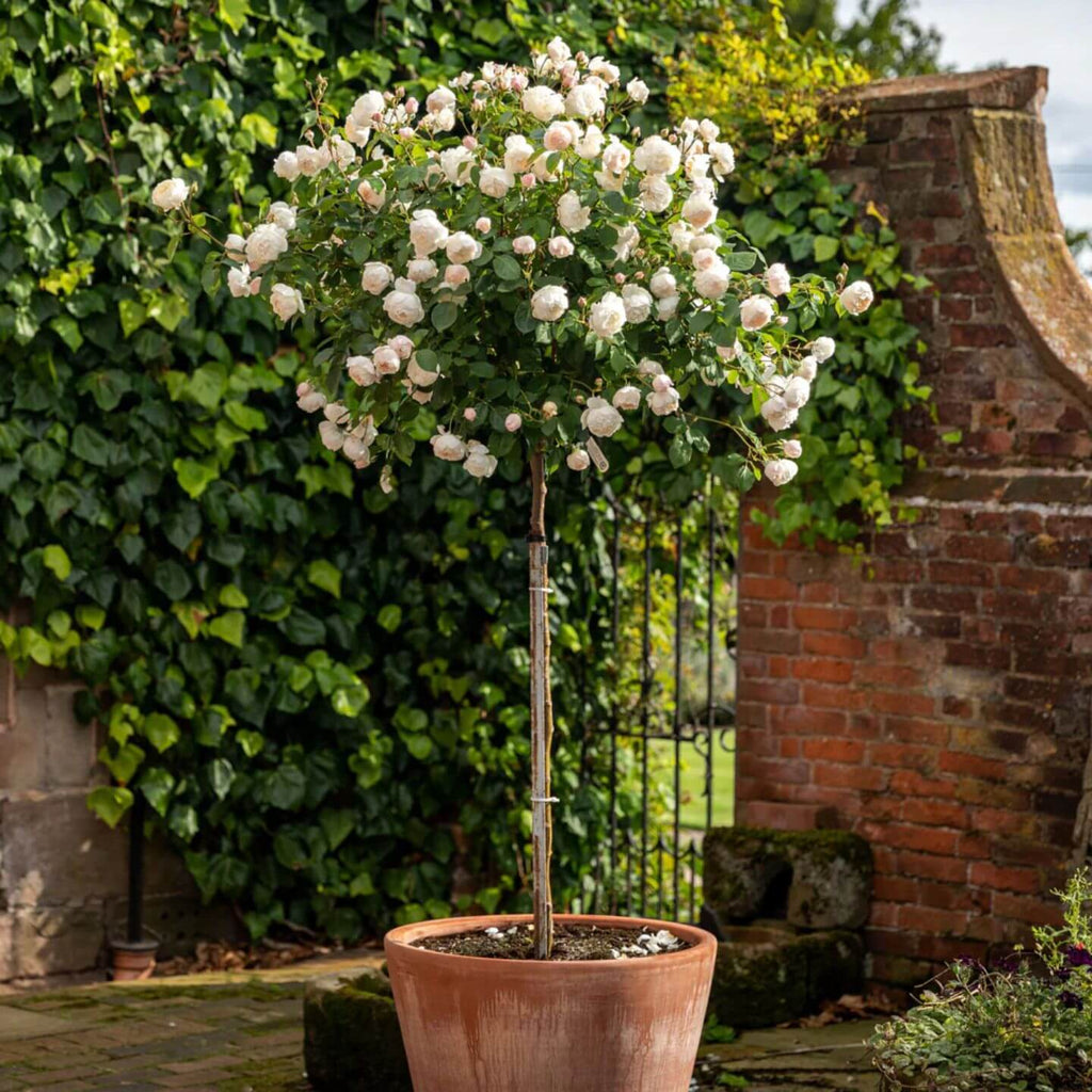 Roses at McGaughs Garden Centre – McGaugh’s Gardening Complex