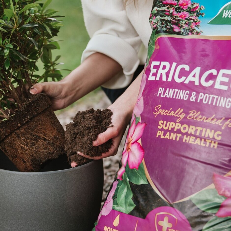 westland ericaceous planting & potting mix Westland Ericaceous Planting & Potting Mix 10L – McGaugh's Gardening Complex