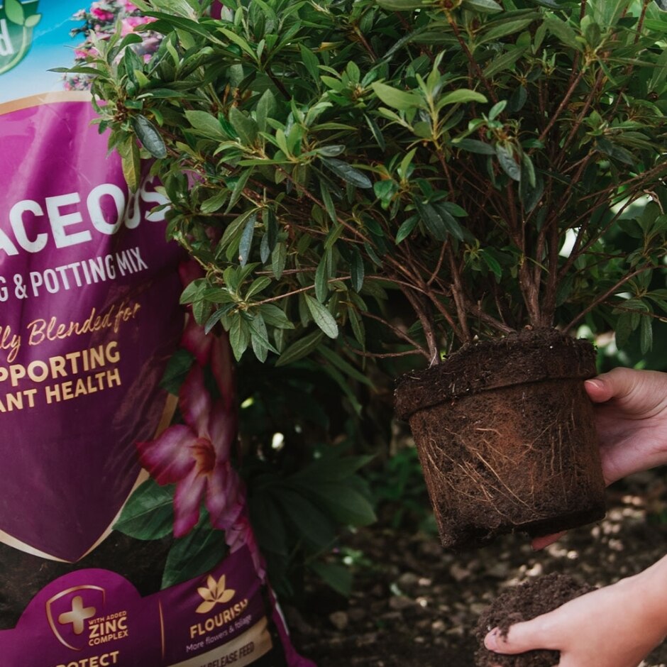 ericaceous potting mix Westland Ericaceous Planting & Potting Mix 10L – McGaugh's Gardening Complex