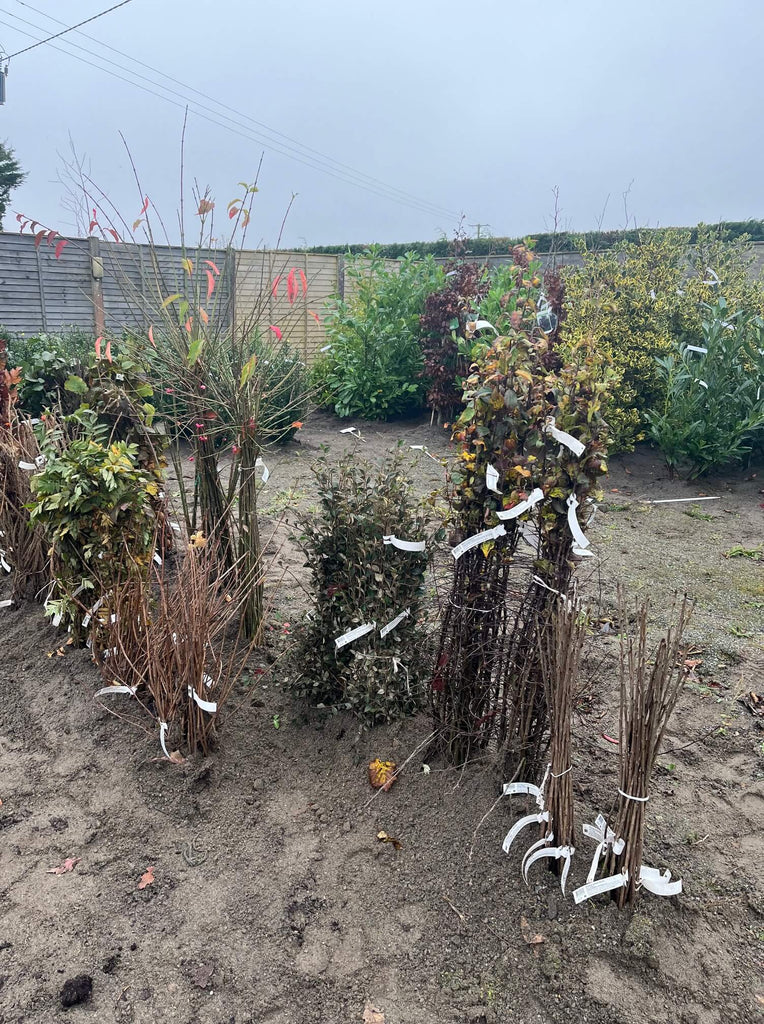 Bare Root & Rootball Hedging – McGaugh’s Gardening Complex